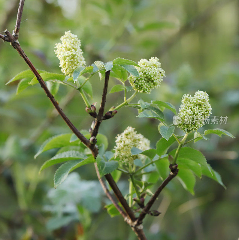 阿尔卑斯接骨木(Sambucus racemosa)花